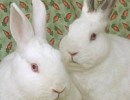 Adoptable Pet of the Week: Mary and Maggie