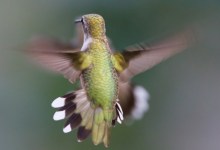 Backyard Wildlife: At Home with Hummingbirds