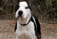 Adoptable Pet of the Week: Courage