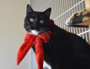 Adoptable Pet of the Week: Stitch