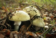 Beware the ‘Amanita’ Wild Mushrooms