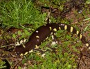 Tiger Salamander Recovery Plan Released
