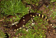 Tiger Salamander Recovery Plan Released