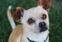 Adoptable Pet of the Week: Chica