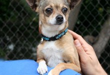 Adoptable Pet of the Week: Chai