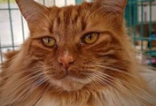 Adoptable Pet of the Week: Guinness