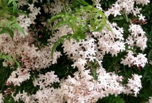 Gardening: Prune Don’t Ruin