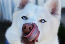Adoptable Pet of the Week: Balto