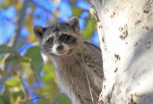 Getting to Know the Raccoon