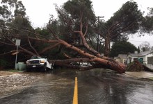 Storm Claims Stone Pine; Apartment Complex Evacuated