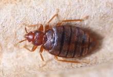Bed Bugs on the Rise?