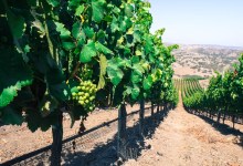 Garagiste Fest Goes Grenache