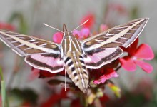 A Couple of Cool Santa Barbara Moths
