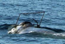 Entangled Whale Expected to Pass Through Santa Barbara Channel