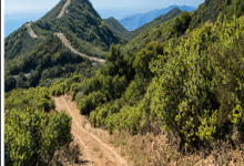 Forest Service Shelves Plan to Widen Wildfire Fuel Break