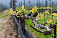 Epic Views and Vines Atop Grimm’s Bluff