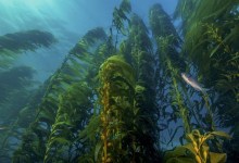 Can Giant Kelp Be Restored Off Goleta Beach?