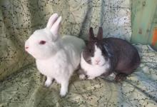 Jack Sparrow and Dove