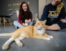 Feline Fine at Cat Therapy