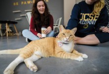Cat Therapy Offers Relaxation by Petting Adoptable Cats