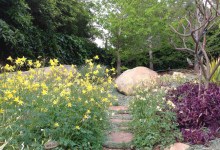 Volunteer (Seedlings) Wanted