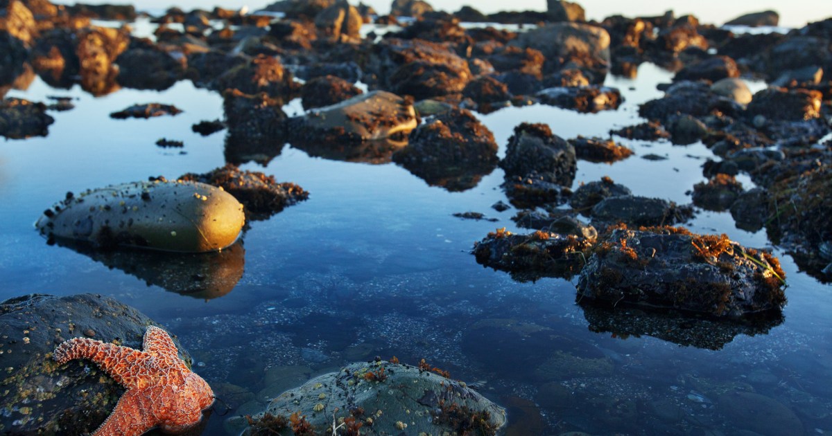 tide-pooling-discoveries-the-santa-barbara-independent