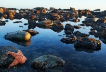 Tide-pooling Discoveries