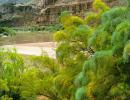 Invasive Tamarisk Targeted by Forest Service