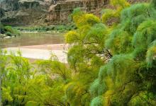 Invasive Tamarisk Targeted by Forest Service