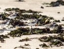 Not All Wrack Is Ruin