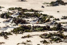 Not All Wrack Is Ruin