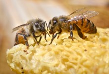 Santa Barbara’s Bee Whisperer