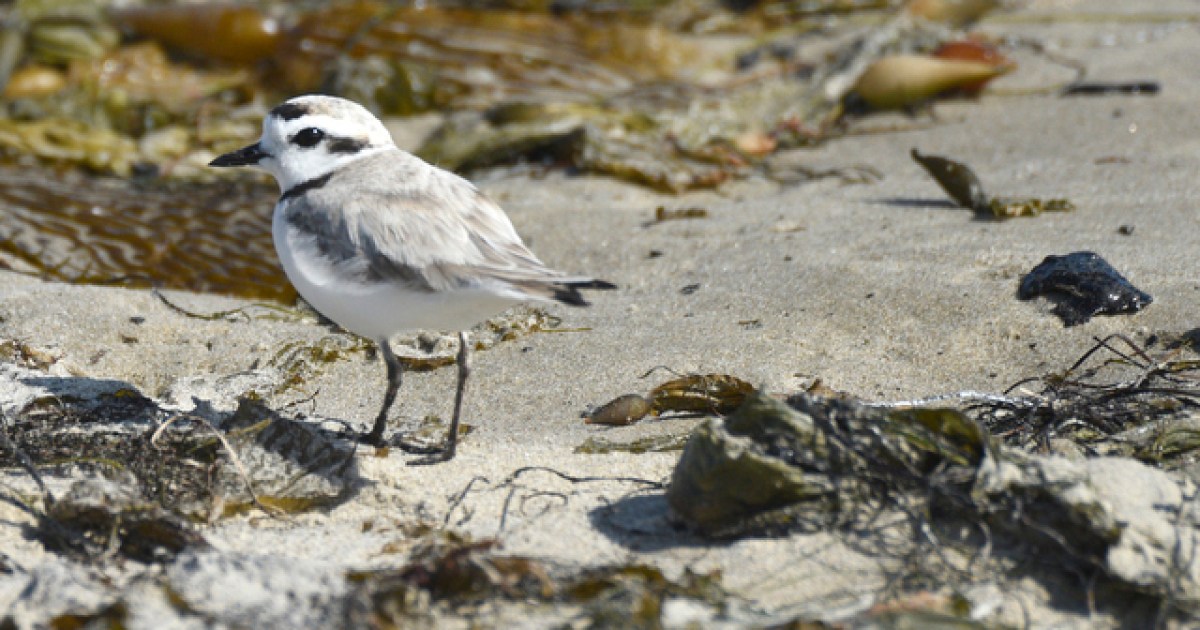 Beach Closed for Plover Protection The Santa Barbara Independent