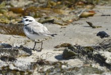 Beach Closed for Plover Protection