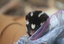 A Biological Checkup for Foxes and Skunks on the Channel Islands
