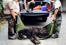 Black Bear Euthanized After Wandering onto Rincon Point
