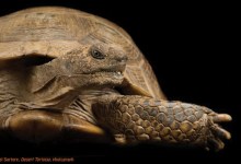 Wildling’s Bay Area Adventure