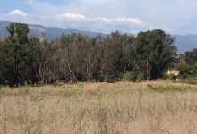 Ellwood Butterfly Grove Gets $3.9 Million