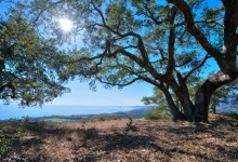 Toro Canyon’s Hay Hill Further Protected