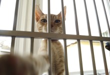 Santa Barbara Humane Society Executive Director Fired