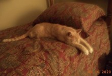 Thank You for Rescuing Matilda