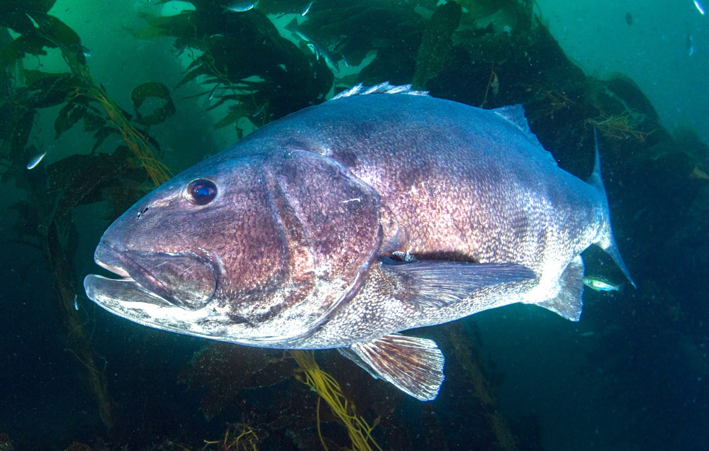 Giant Sea Bass: For Lunch or Dive Buddy? - The Santa Barbara
