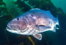 Giant Sea Bass: For Lunch or Dive Buddy?