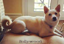 Pampered-Pet Travel Tip