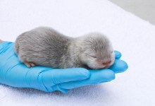 Baby Otters Born at the Santa Barbara Zoo