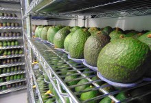 New Produce-Protective Coating Promises to Double Food’s Shelf Life