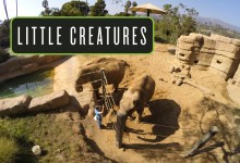 Best of Santa Barbara® 2017: Little Creatures