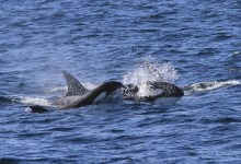 Killer Whales Feast in Santa Barbara Channel