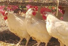 Santa Barbara County Cases of Distemper and West Nile Reported