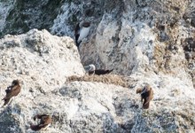 Brown Boobies Nesting off Santa Barbara Island